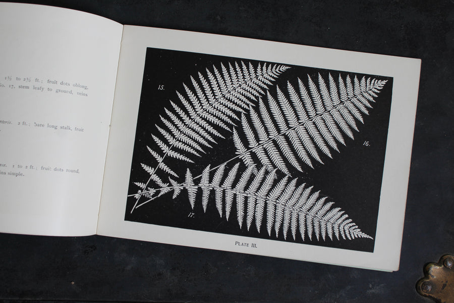 Ferns and Evergreens of New England 1895