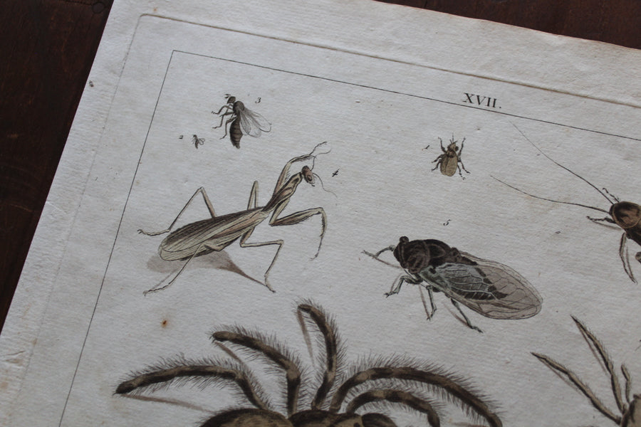 Creepy Crawlies - Large Engraving c. 1800