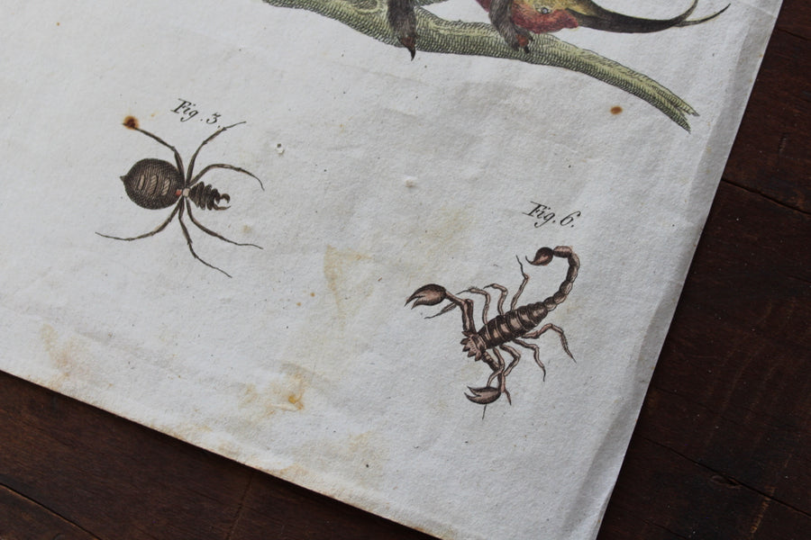 Scorpions and Spiders Engraving - c. 1800