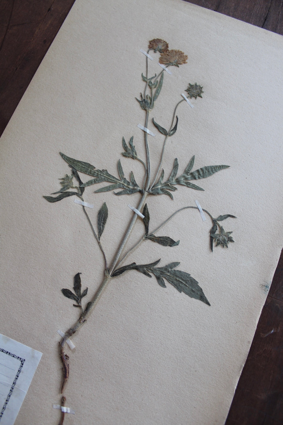 1930s Swedish Herbarium Specimen - Field Scabiosa