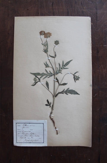1930s Swedish Herbarium Specimen - Field Scabiosa