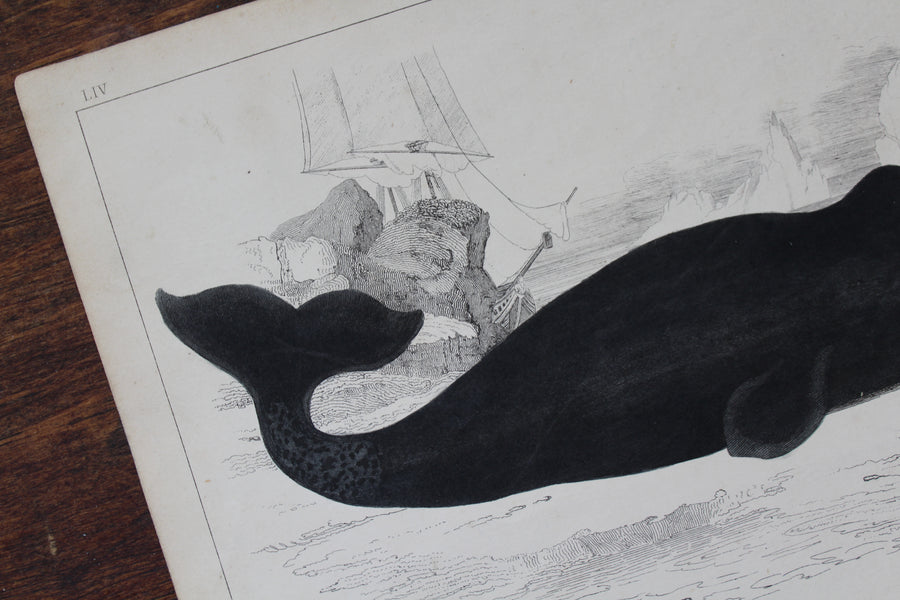 Whale Print - c. 1850