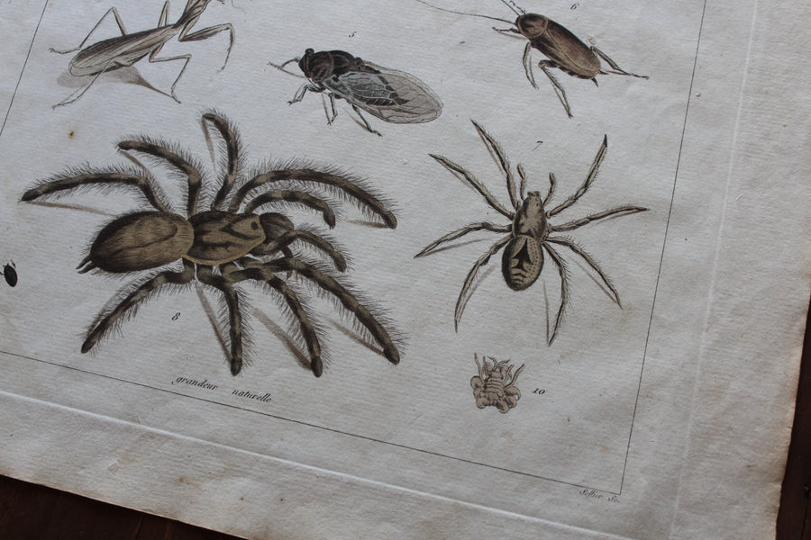 Creepy Crawlies - Large Engraving c. 1800