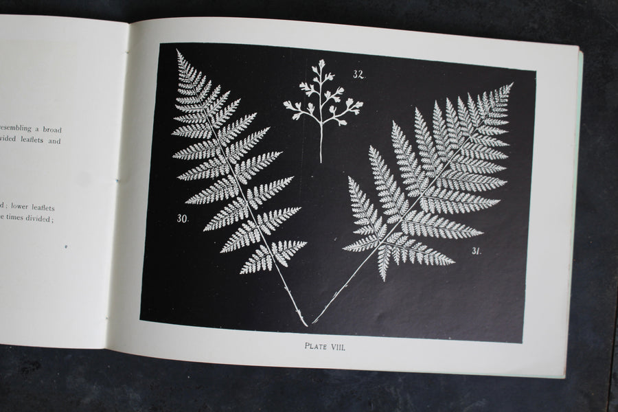 Ferns and Evergreens of New England 1895