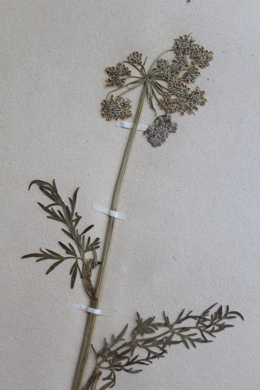 1930s Swedish Herbarium Specimen - Milk Parsley