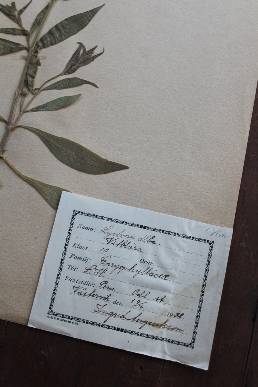 1930s Swedish Herbarium Specimen - White Rose Campion