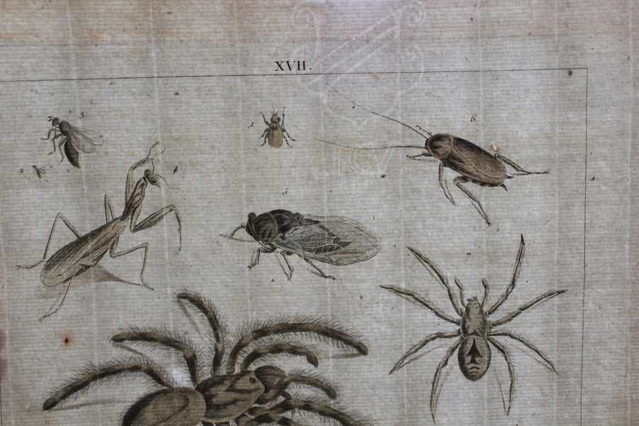 Creepy Crawlies - Large Engraving c. 1800