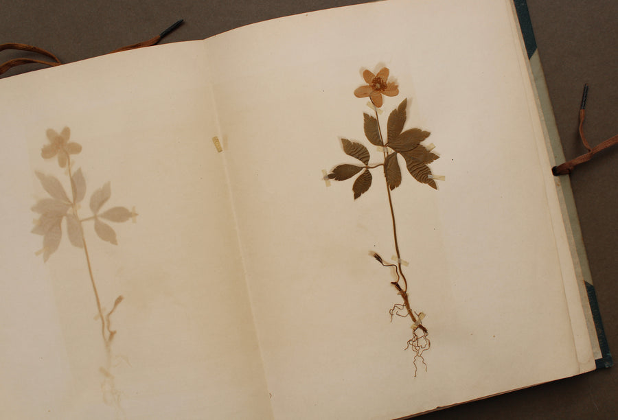 1896 Herbarium Folio with Sketches