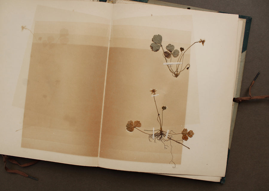 1896 Herbarium Folio with Sketches