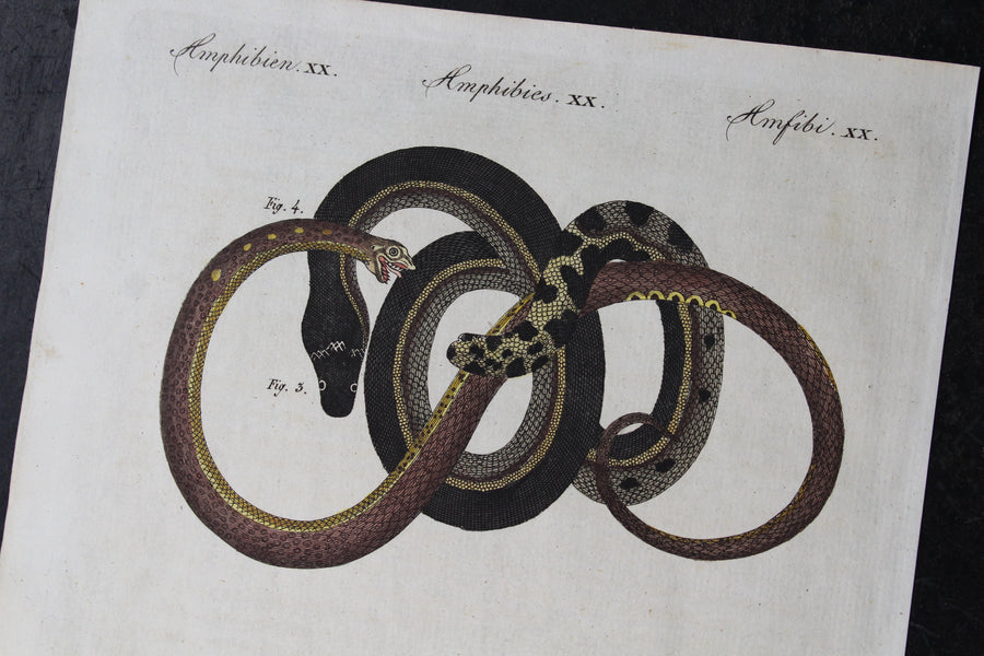 Slow Worm and Glass Lizard Engraving - c. 1800