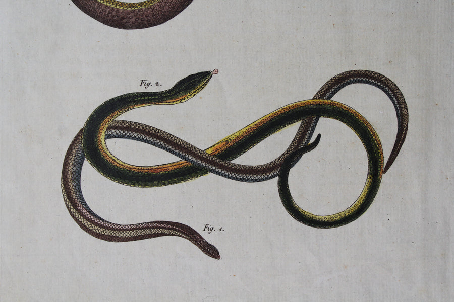 Slow Worm and Glass Lizard Engraving - c. 1800