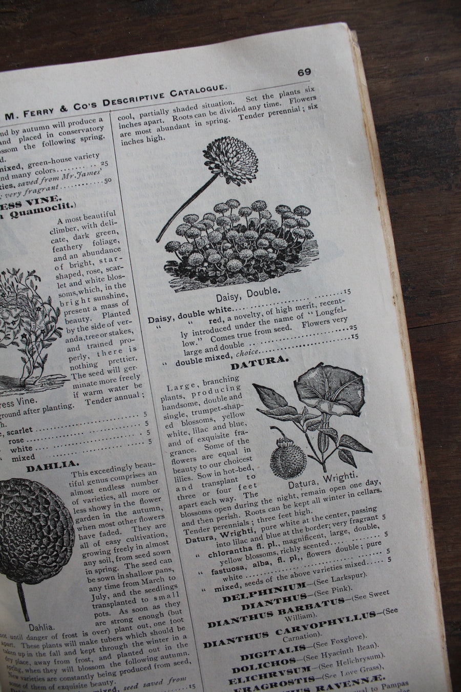 RESERVED - 1885 D.M. Ferry & Co. Seed Catalog