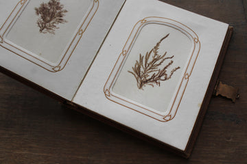 Album with Sea Mosses and Lithographs